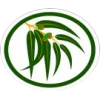 Eucaliptos