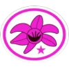 Orquídeas — avançado