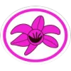 Orquídeas